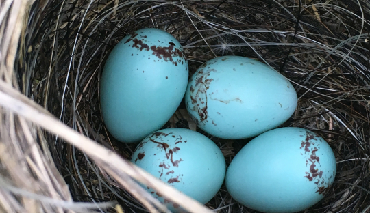 blue eggs in a nest